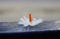 Dew-dipped memories of Mahalaya 