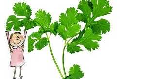 Dhaniya - The Herb That Seldom Lets Ego Bloat!