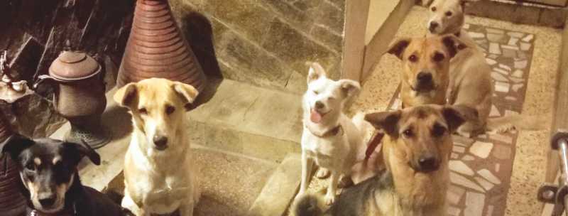 Dharamshala To Delhi To Goa - Story Of Seven Dogs And One Crazy Guy