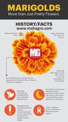 Did You Know These Interesting Facts About These Beautiful Flowers?