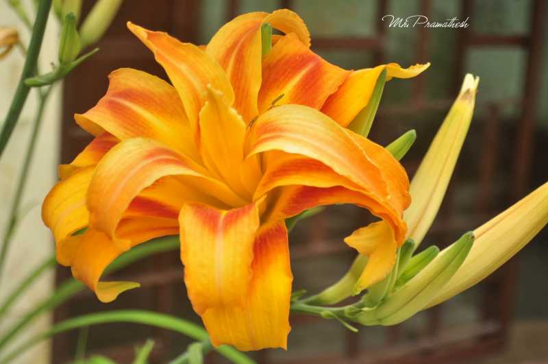 Dil Garden Garden Ho Gaya