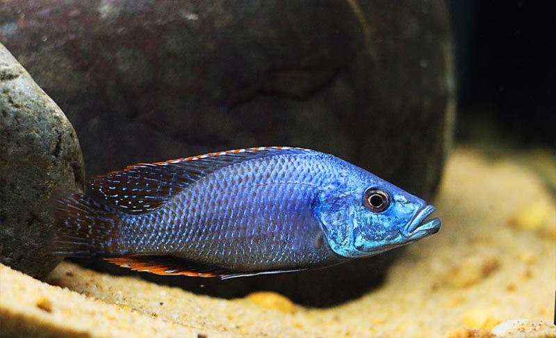 Dimidiochromis Strigatus, The False Eyebiter Cichlid