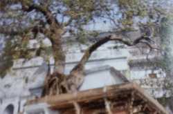 Discovering Tulsidas in Tulsi Ghat 