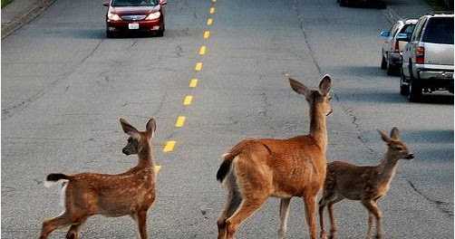 Disentangling Human-Wildlife Conflict