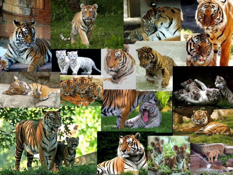 Do Poachers Read Blogs..?