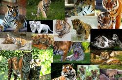 do poachers read blogs..?