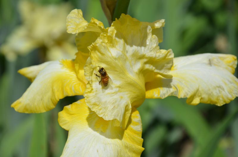 Do You Care About Bees? #WATWB