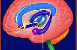 Does Amnesia Erase Memories?