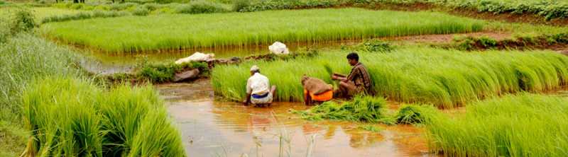 Does India Need A Second Green Revolution For Freedom From Food Scarcity?