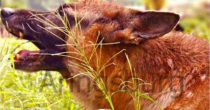 Does Your German Shepherd Dog Eat Grass?