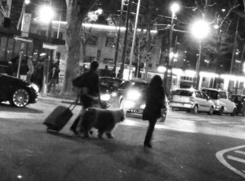 Dogs Always Say Yes!