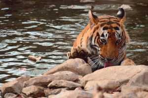 Dollar Comes Visiting - Tigerwalah