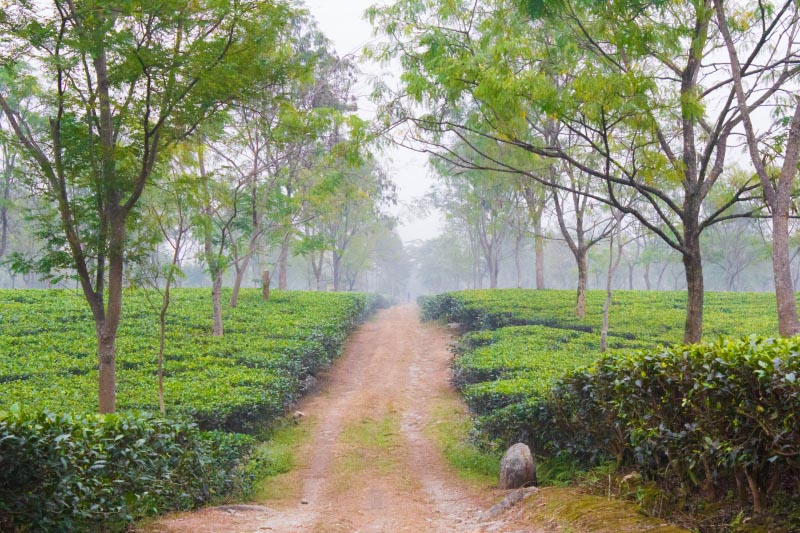 Dooars: Escape To Nature