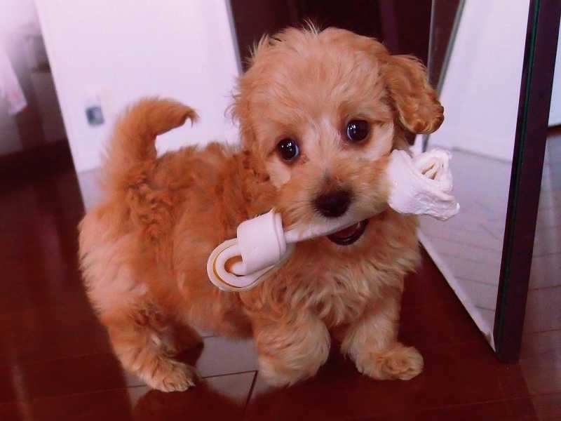 Doxiepoo Dog - 8 Amazing Facts About This Beautiful Poodle Mix Breed