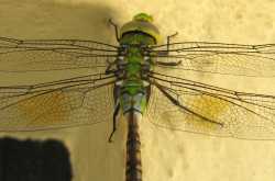Dragon Fly