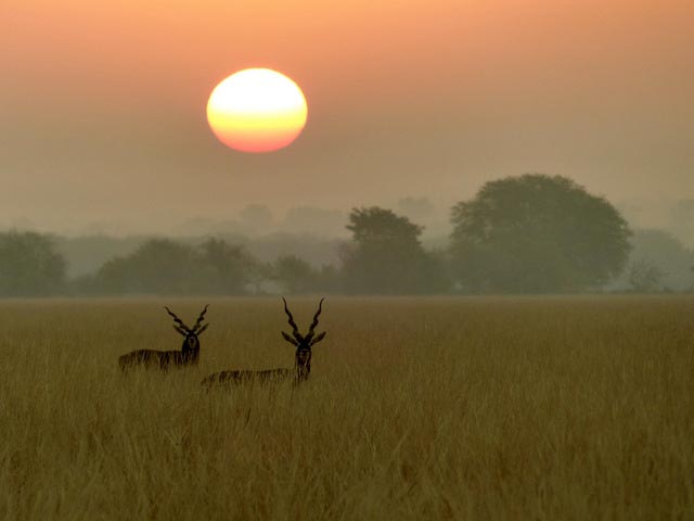 Driving Trip/ Tal Chappar Black Buck Wildlife Sanctuary