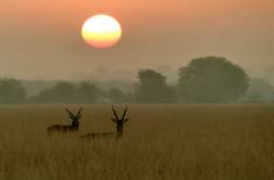 Driving Trip/ Tal Chappar Black Buck wildlife Sanctuary