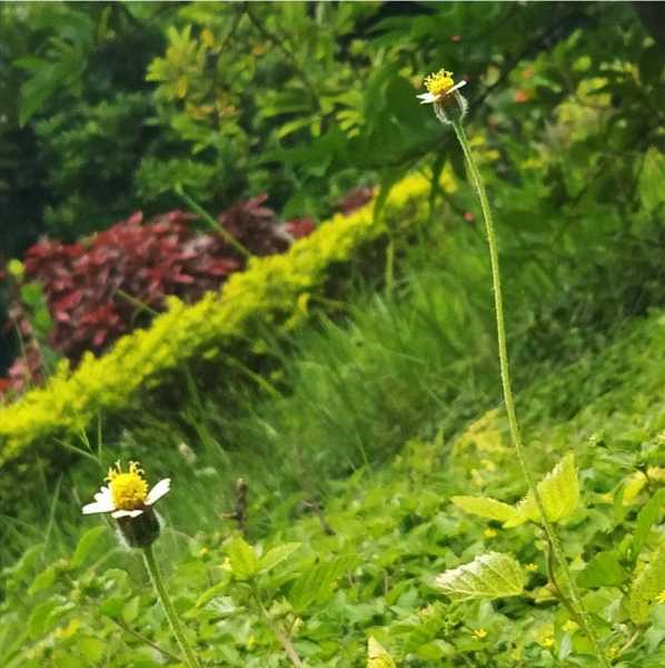 Drizzled, Dawned, Drenched, Destroyed