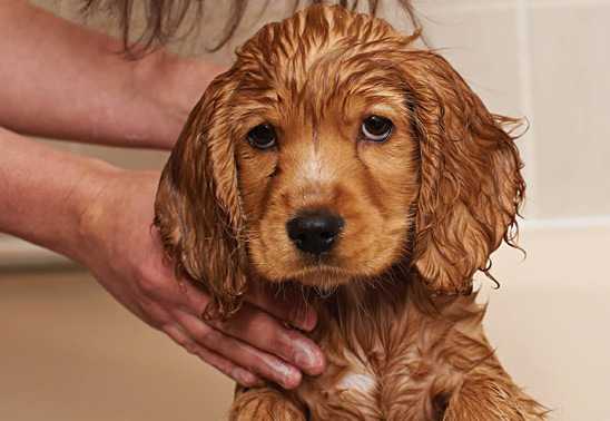 Dry Shampoo For Dogs - Safe Enough? - Pet Care Tips