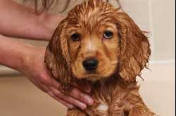Dry shampoo for dogs - Safe enough? - Pet Care Tips