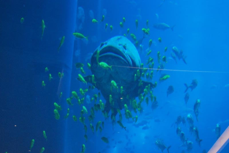 Dubai Aquarium
