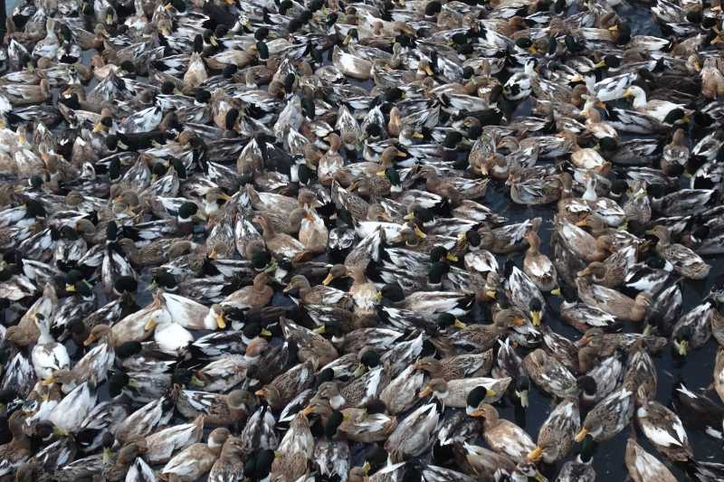 Duck Roast Or Spicy Duck Curry For Christmas 