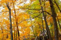 EMOTION IN ACTION: Selected Sticks by Matthew Horton, USA