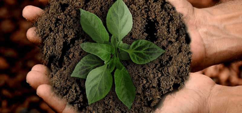 Earth Day | What Is Your Contribution For The Earth | Blogontop