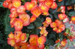 Earth Laughs in Flowers..