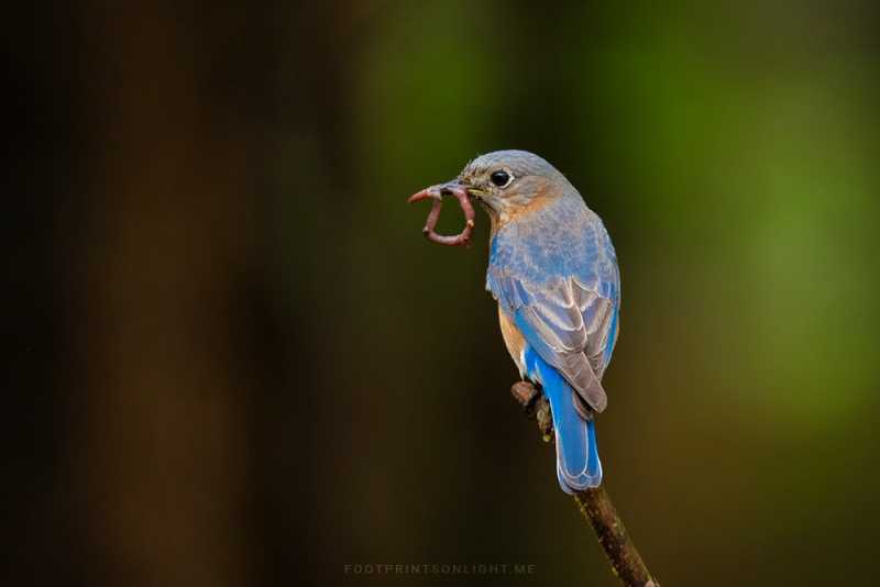 Eastern Bluebirds - Spare The Rod And Spoil The Child?-The Green Ogre