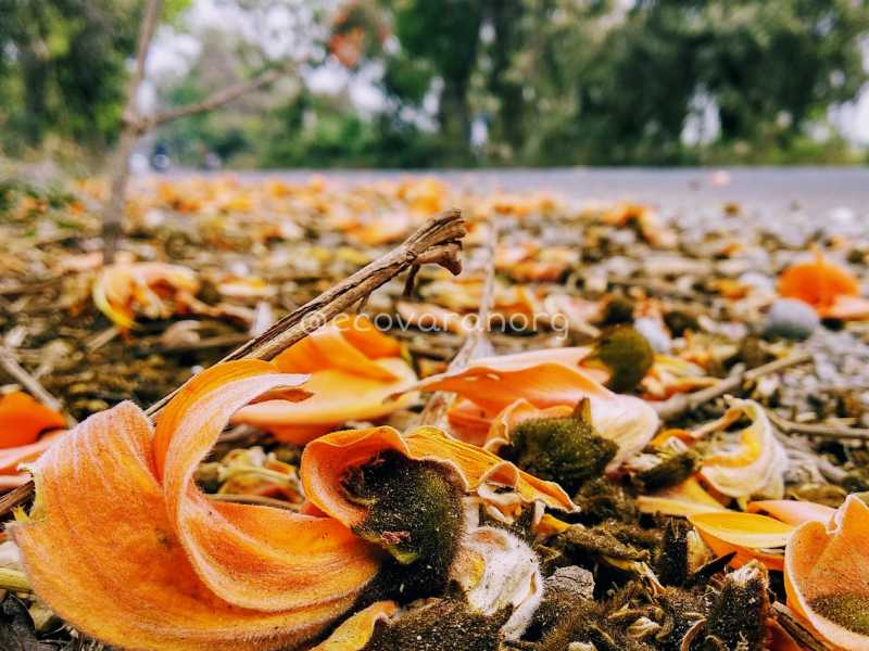 Ecovaran: A Good Cause