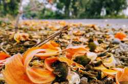 Ecovaran: A Good Cause