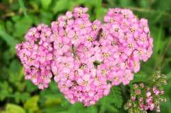 Effective Home and Herbal Remedies for the treatment of Plague..