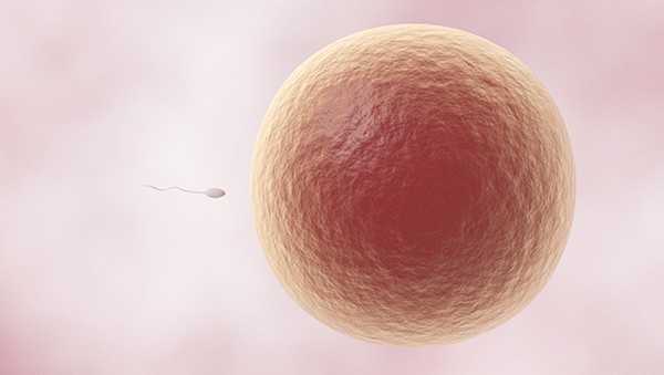 Egg Donation - A Topic, Why, Where And How - Your Guide Your Styles