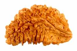 ek mukhi rudraksha buy online one mukhi rudraksha 