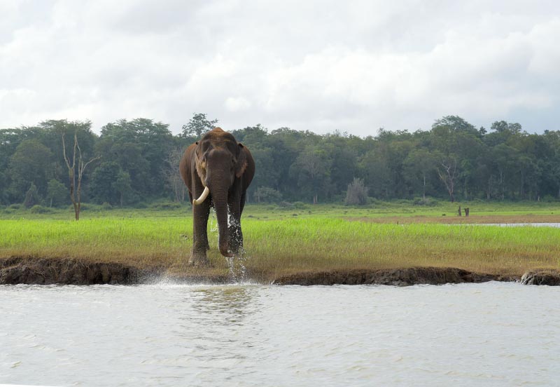 Ekadanta - The Single Tusked One