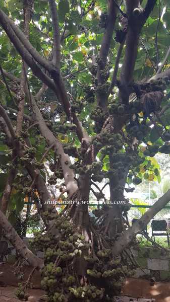 Elephant Ear Fig Tree #ThursdayTreeLove