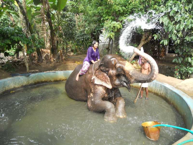 Elephant Shower And Bath Thekady Kerala