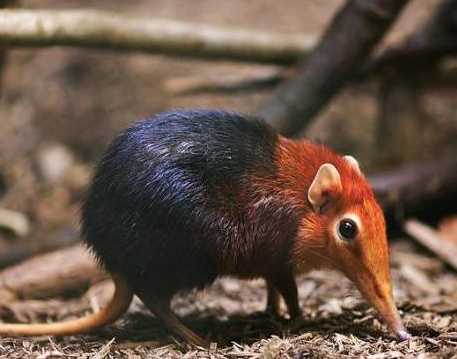Elephant Shrew