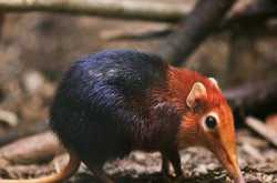 Elephant Shrew