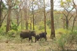 Elephants in Masinagudi