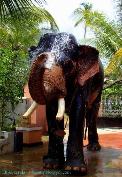 Elephants Of Kerala - A Playful Tusker...