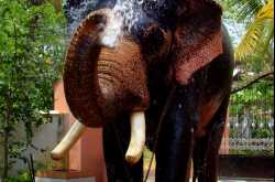 Elephants of Kerala - A Playful tusker...