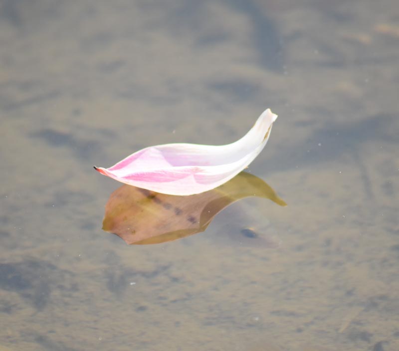 Elixir Of Life : An Eternal But Gaseous Love 😊