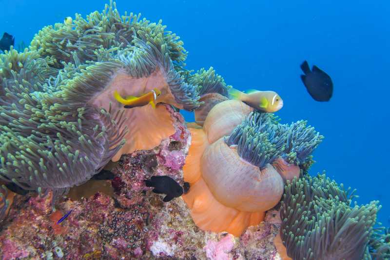 Embracing The Blue(s): Preparing For An Open Water Scuba Diving Course