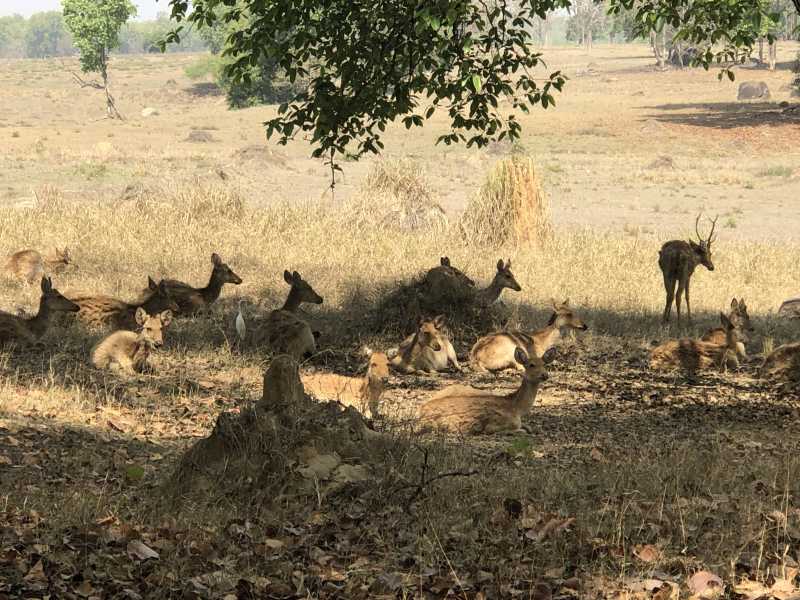 Enchanted Forest: #WordlessWednesday #NatashaMusing