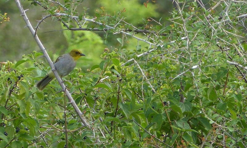 Encounter With The Yellow-throated Bulbul At Rishi Valley