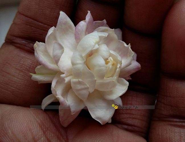 End Of A Soulful Life ….