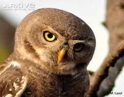Endangered Forest Owlet Now Sighted In Madhya Pradesh Jungles Too!
