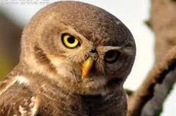 Endangered Forest Owlet now sighted in Madhya Pradesh Jungles too!